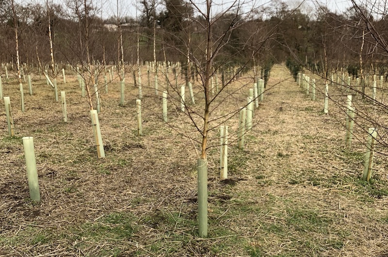 Tree planting services in Staffordshire.